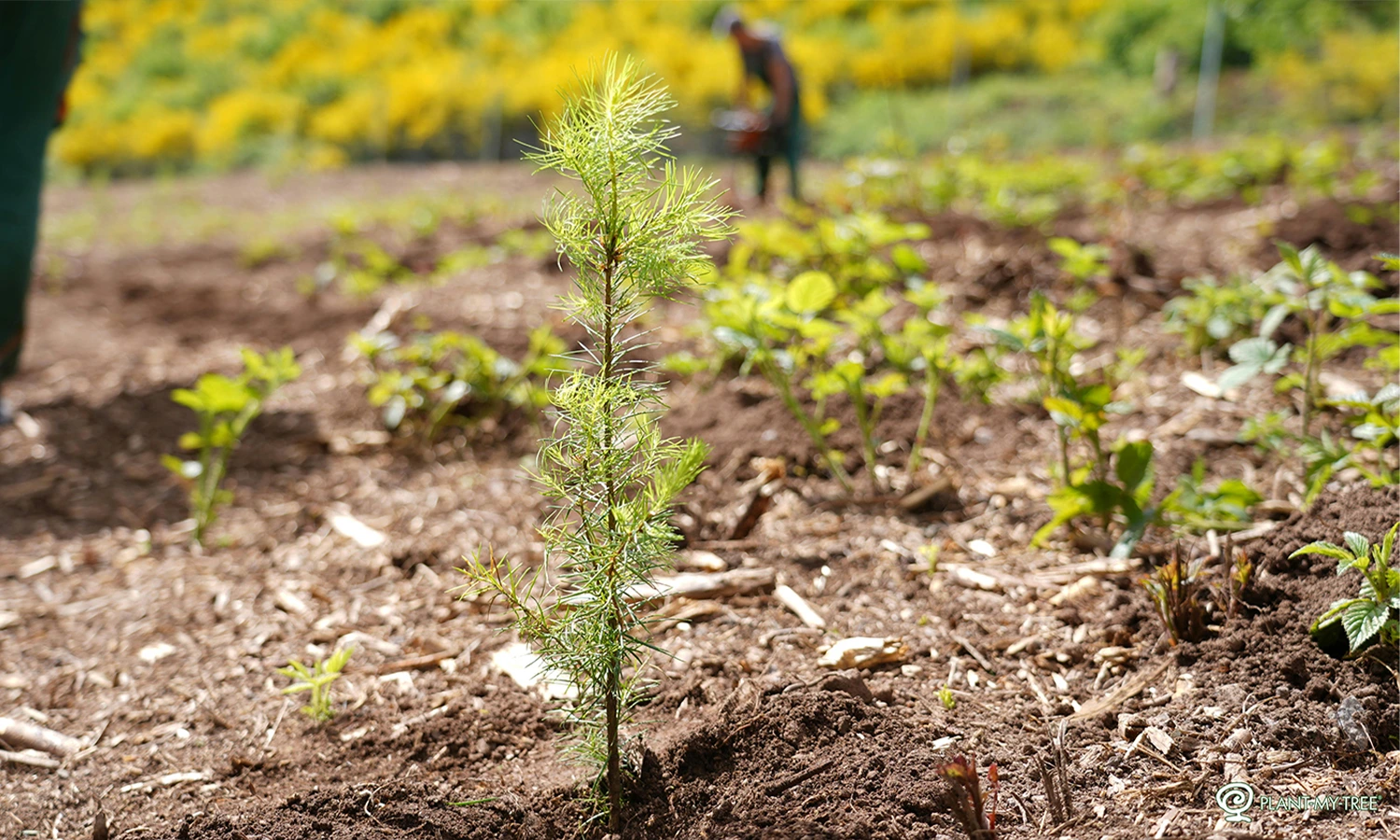 Plant My Tree - Afbeelding 1