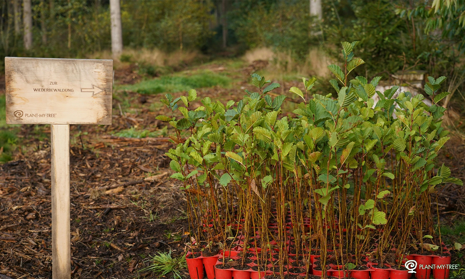 PLANT-MY-TREE Boomaanplanting